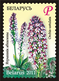 Dark-winged orchis