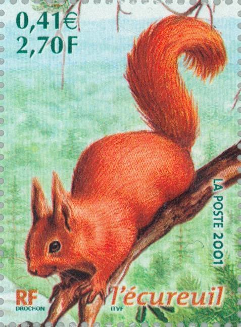 Red Squirrel (Sciurus vulgaris)