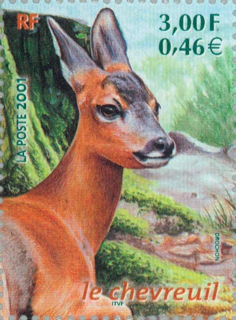 Roe Deer (Capreolus capreolus)