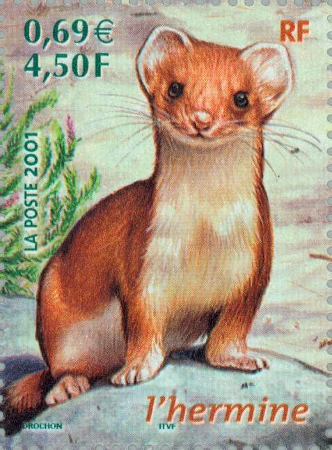 Stoat (Mustela erminea)