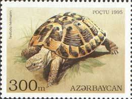 Stamp, Hermann's Tortoise (Testudo hermanni), Azerbaijan,  , Reptiles, Turtles, Animals (Fauna)
