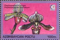 Stamp, Paphiopedilum argus and Paphiopedilum barbatum, Azerbaijan,  , Flowers, Expositions, Orchids, Plants (Flora)
