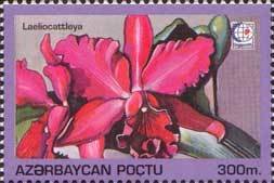 Stamp, Laeliocattleya, Azerbaijan,  , Flowers, Expositions, Orchids, Plants (Flora)