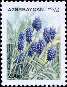 Stamp, Muscari elecostomum, Azerbaijan,  , Flowers, Plants (Flora)