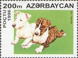 Bullterrier (Canis lupus familiaris)