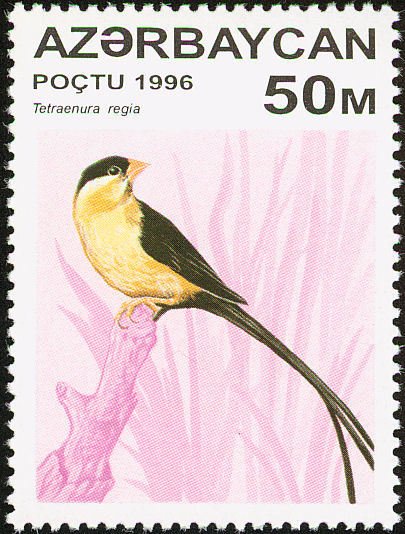 Shaft-tailed Whydah (tetraenura regia)