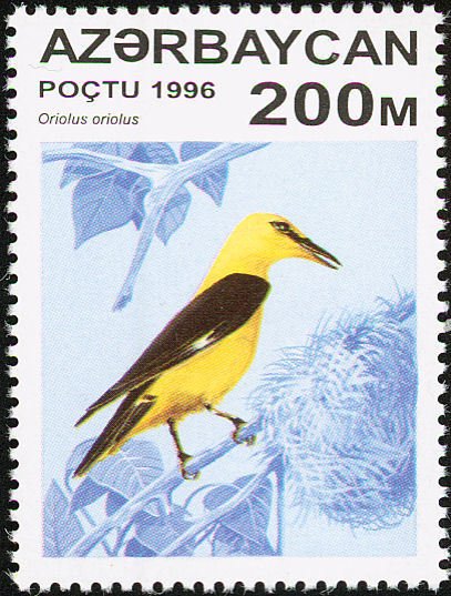 Golden oriole (Oriolus oriolus)
