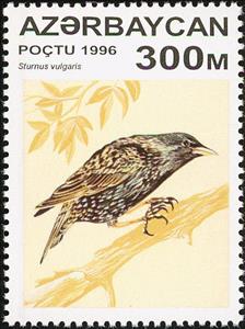 Stamp, Starling (Sturnus vulgaris), Azerbaijan,  , Birds
