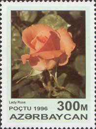 Lady rose