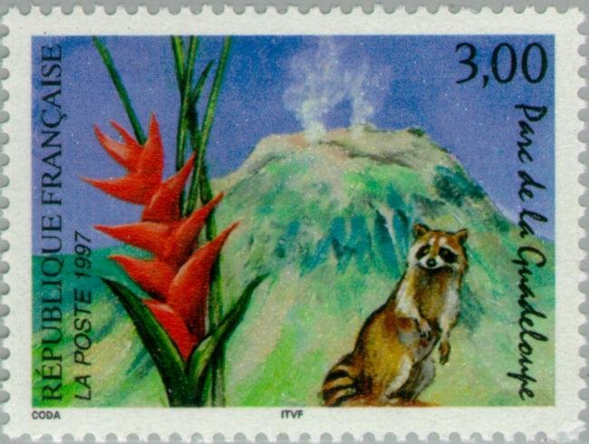 Guadeloupe National Park: Guadeloupe Raccoon (Procyon lotor 