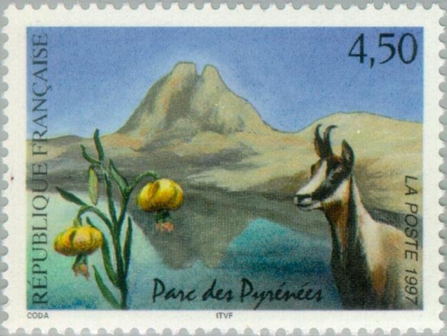 Pyrénées National Park: Pyrenean Chamois (Rupicapra rupicapr