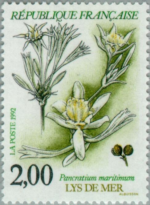 Pancratium maritimum - Lys de mer