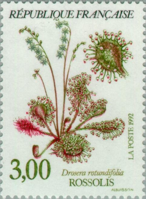 Drosera rotundifolia - Rossolis