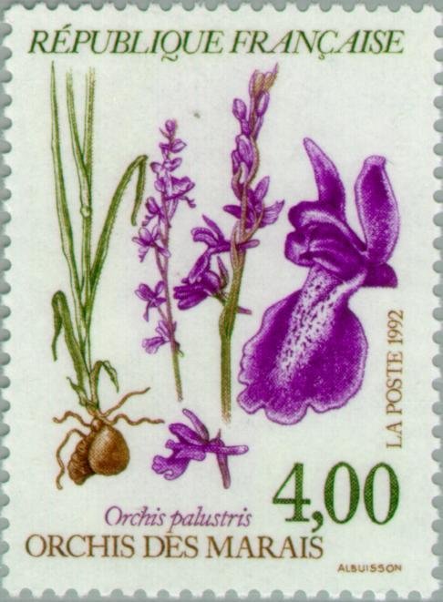 Orchis palustris - Orchis des marais