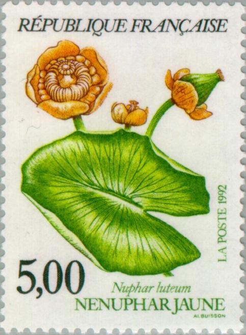 Nuphar luteum - Nenuphar jaune