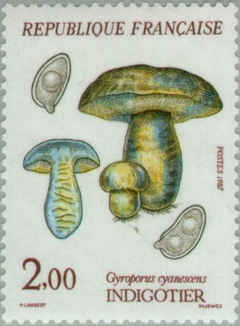 Indigotier (Gyroporus Cyanescens)