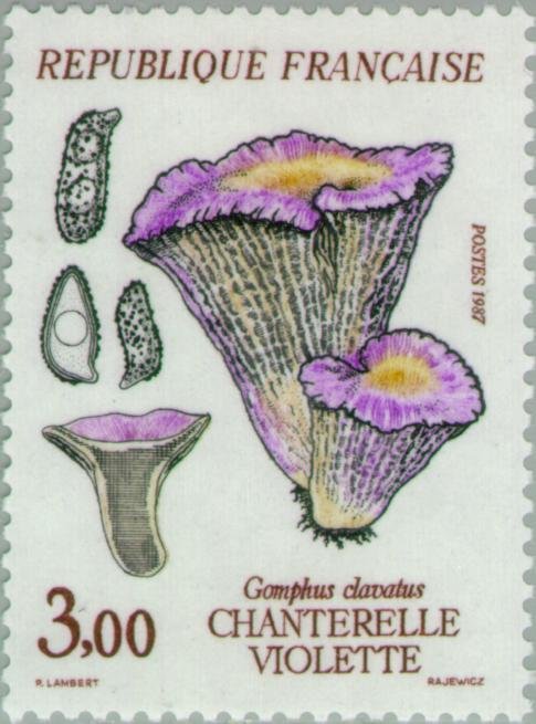 Chanterelle violette (Gomphus Clavatus)