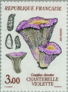 Stamp, Chanterelle violette (Gomphus Clavatus), France,  , Mushrooms