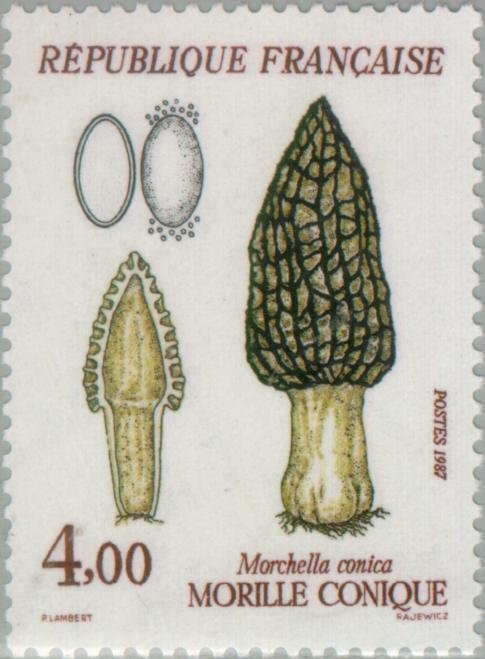Conical morel (Morchella Conica)