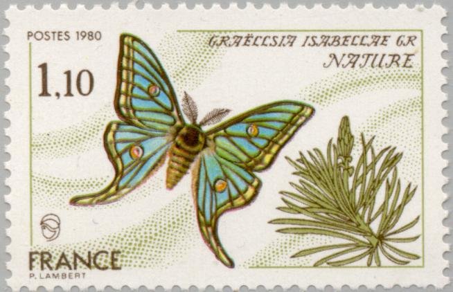 Spanish Moon Moth (Graellsia isabellae)