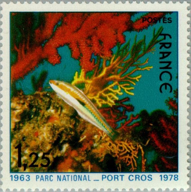 Mediterranean Rainbow Wrasse (Coris julis)