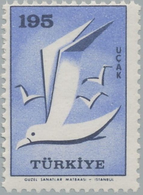 Gull (Larus sp.)