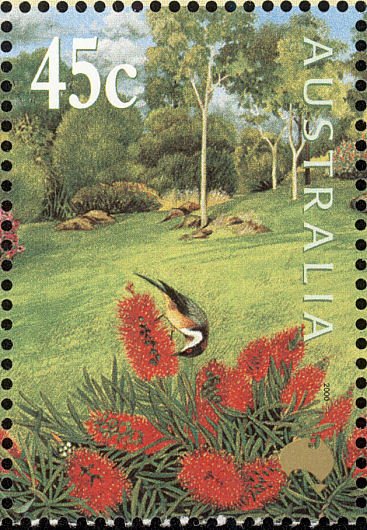 Bottlebrush - Callistemon