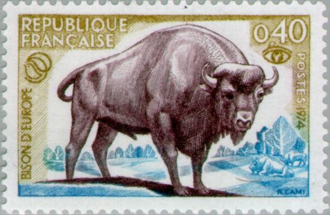 European Bison (Bison bonasus)
