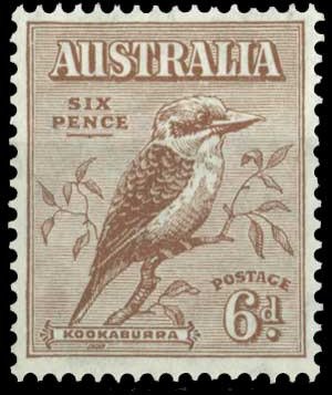 Kookaburra (Dacelo novaeguineae)