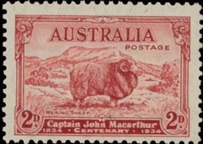 Merino Sheep