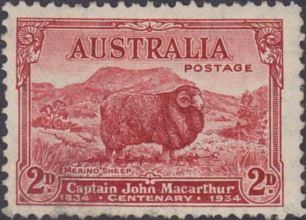 Merino Sheep