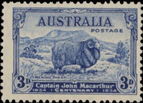 Merino Sheep