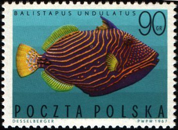 Orange-lined Triggerfish (Balistapus undulatus)
