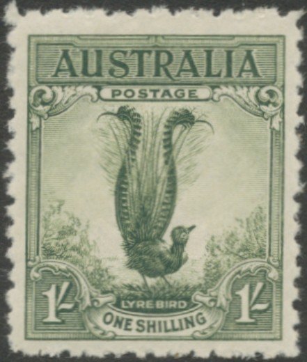 Superb Lyrebird (Menura novaehollandiae)