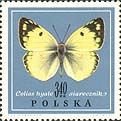 Clouded Yellow (Colias hyale)