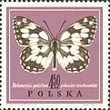 Marbled White (Melanargia galathea)