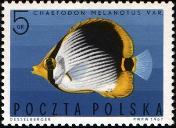 Blackback Butterflyfish (Chaetodon melanotus)