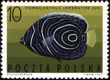 Stamp, Emperor Angelfish (Pomacanthus imperator) Juvenile, Poland,  , Animals (Fauna), Fishes