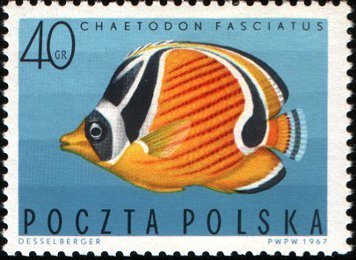 Melon Butterflyfish (Chaetodon trifasciatus)