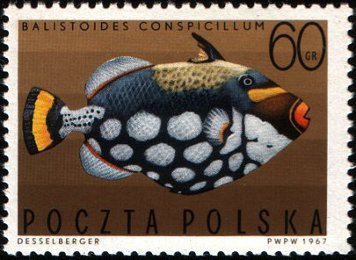 Stamp, Clown Triggerfish (Balistoides conspicillum), Poland,  , Animals (Fauna), Fishes