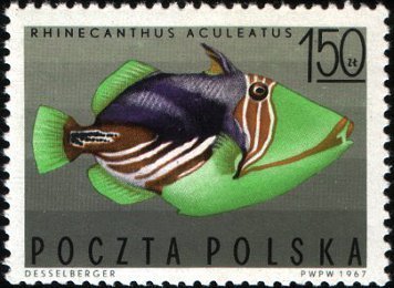 Picasso Triggerfish (Rhinecanthus aculeatus)