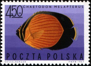 Arabian Butterflyfish (Chaetodon melapterus)