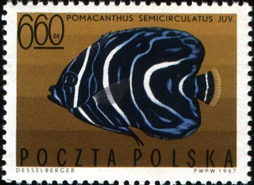 Koran Angelfish (Pomacanthus semicirculatus) Juvenile