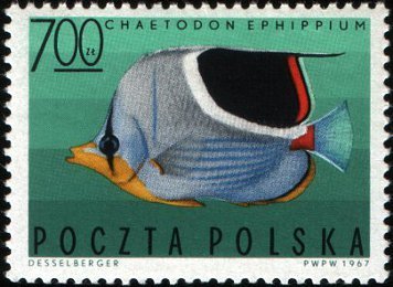 Saddle Butterflyfish (Chaetodon ephippium)