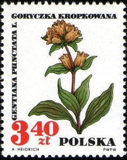 Gentiana punctata