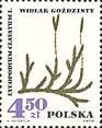 Stamp, Ground pine, Poland,  , Flowers