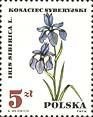 Iris sibirica