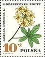 Azalea pontica