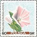 Convolvulus arvensis