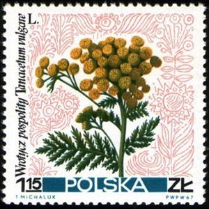 Stamp, Tansy (Tanacetum vulgare), Poland,  , Flowers